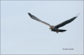 Snail-Kite;Kite;Rostrhamus-sociabilis;Flight;Birds-of-Prey;curved-beak;hunter;hu